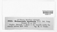 Pseudovalsella modonia image